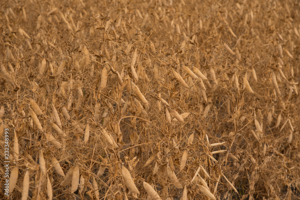 A ripe crop of field peas on a Saskatchewan farm creates an interesting pattern or background A ripe crop of field peas on a Saskatchewan farm creates an interesting pattern or background