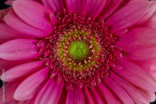 Vibrant Pink Gerbera Daisy Flower Blooming Closeup