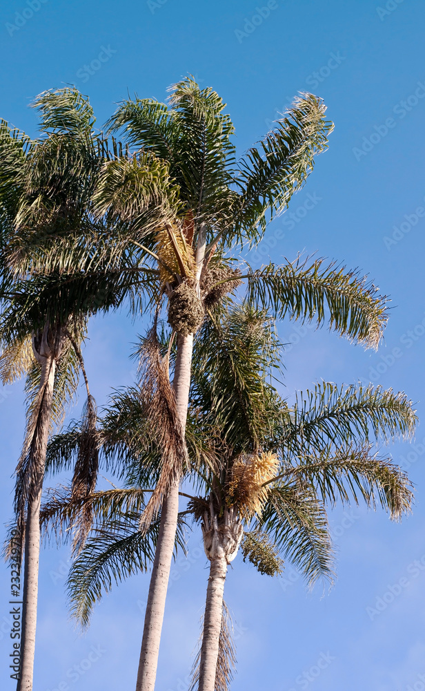 Looking up at several palm trees with a bright blue cloudless sky behind it Looking up at several palm trees with a bright blue cloudless sky behind it