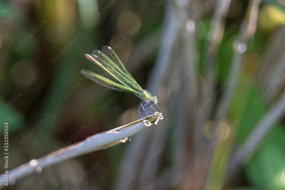 Libelle Libelle
