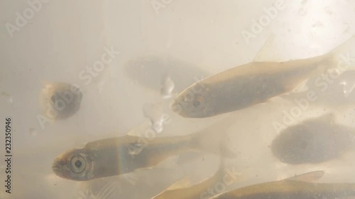 Small live fry as a bait for predatory fish in a plastic box close-up