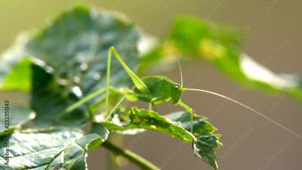 Insect grasshopper in the grass Insect grasshopper in the grass