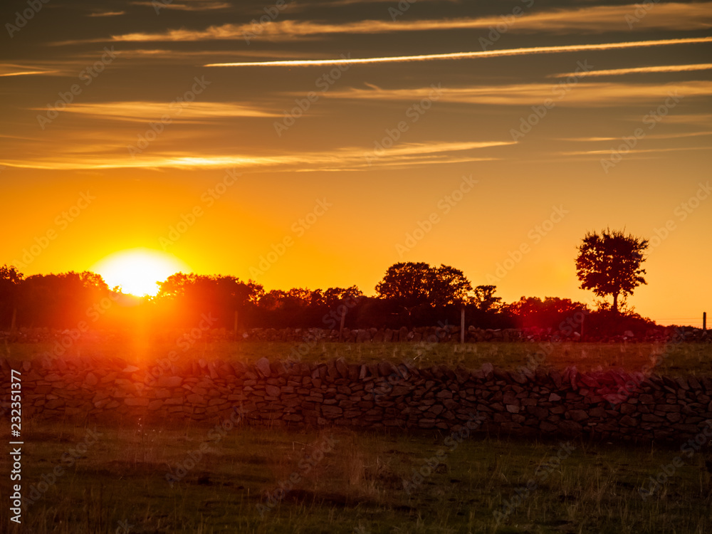 Sunset in the pasture with romantic sky with chemtrails and lens flare