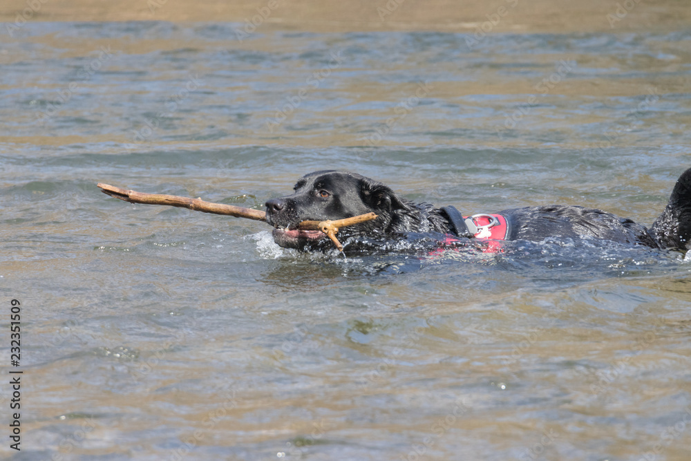Hund holt Stöckchen im Fluss