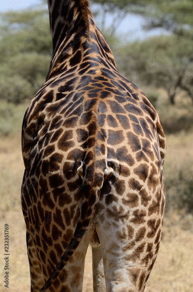 Obraz premium Giraffe