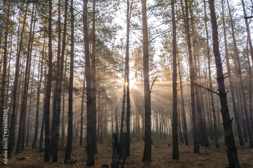 Rays of the morning sun in the misty forest