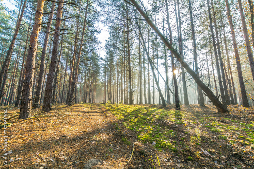 Sunny morning in a foggy forest.