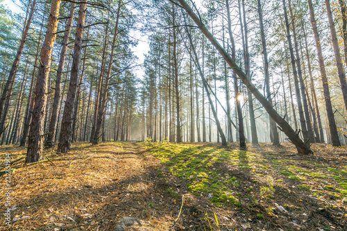 Obraz na płótnie Sunny morning in a foggy forest. w salonie