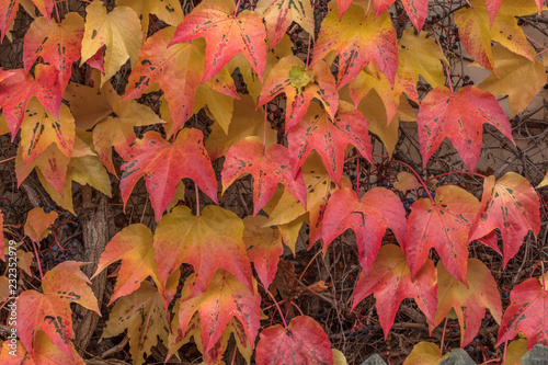 roter wein photo