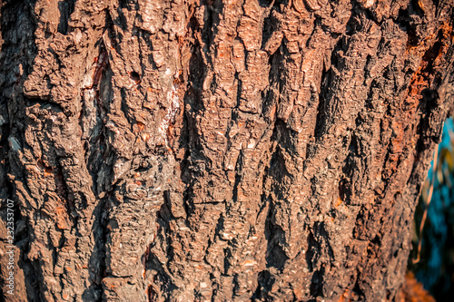 Nature background of a dark brown tree bark