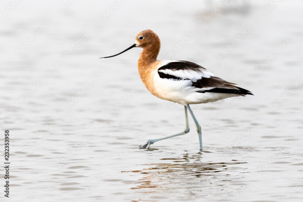 Obraz premium American Avocet at low tide
