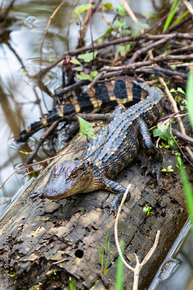 American alligator hatchling American alligator hatchling