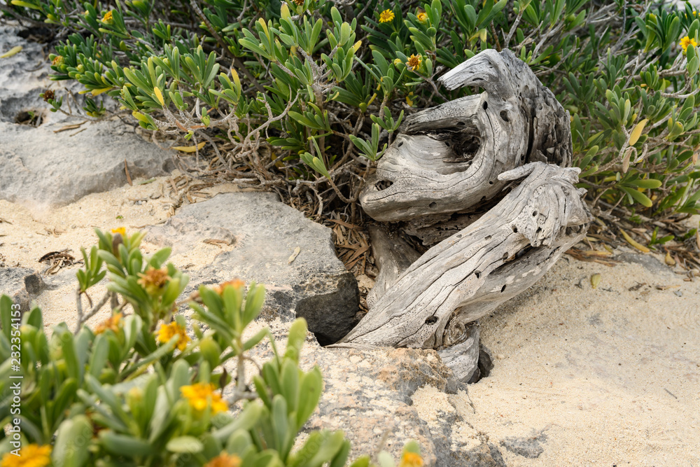 Curved wood and Blutaparon Vermiculare on a Caribbean windward beach with sand and lime stone Curved wood and Blutaparon Vermiculare on a Caribbean windward beach with sand and lime stone