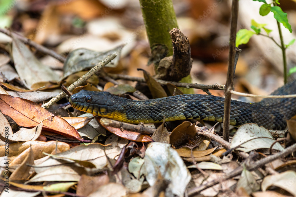 Fototapeta premium Yellow Bellied water snake in the leaves