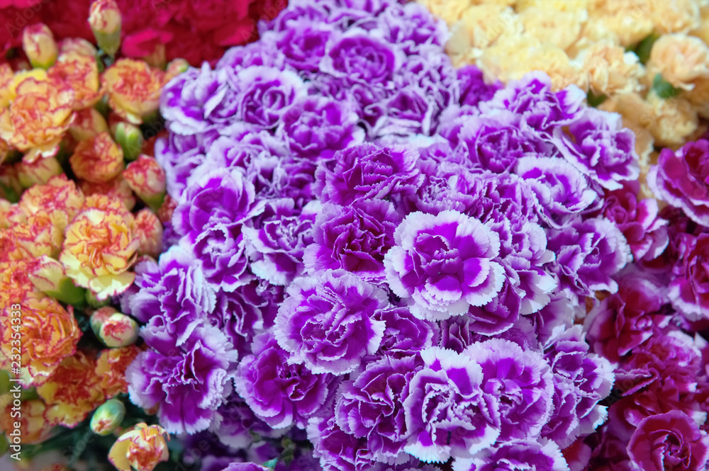 Carnations pink and green modern varieties in a bouquet for a gift. Background. Selective focus Carnations pink and green modern varieties in a bouquet for a gift. Background. Selective focus