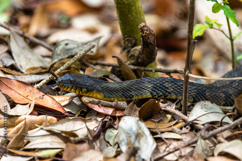 Yellow Bellied water snake in the leaves