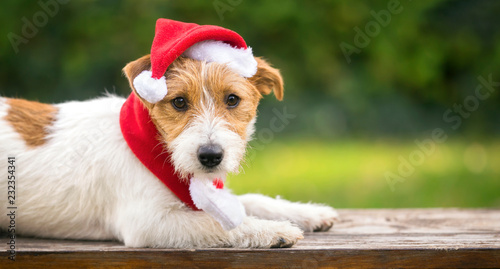 Cute Christmas pet dog puppy with Santa Claus hat - greeting card, web banner idea