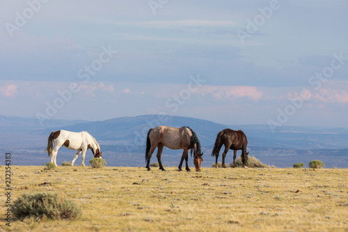 Herd of Wild Horses in the High Desert in Summer