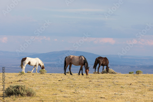 Herd of Wild Horses in the High Desert in Summer © natureguy