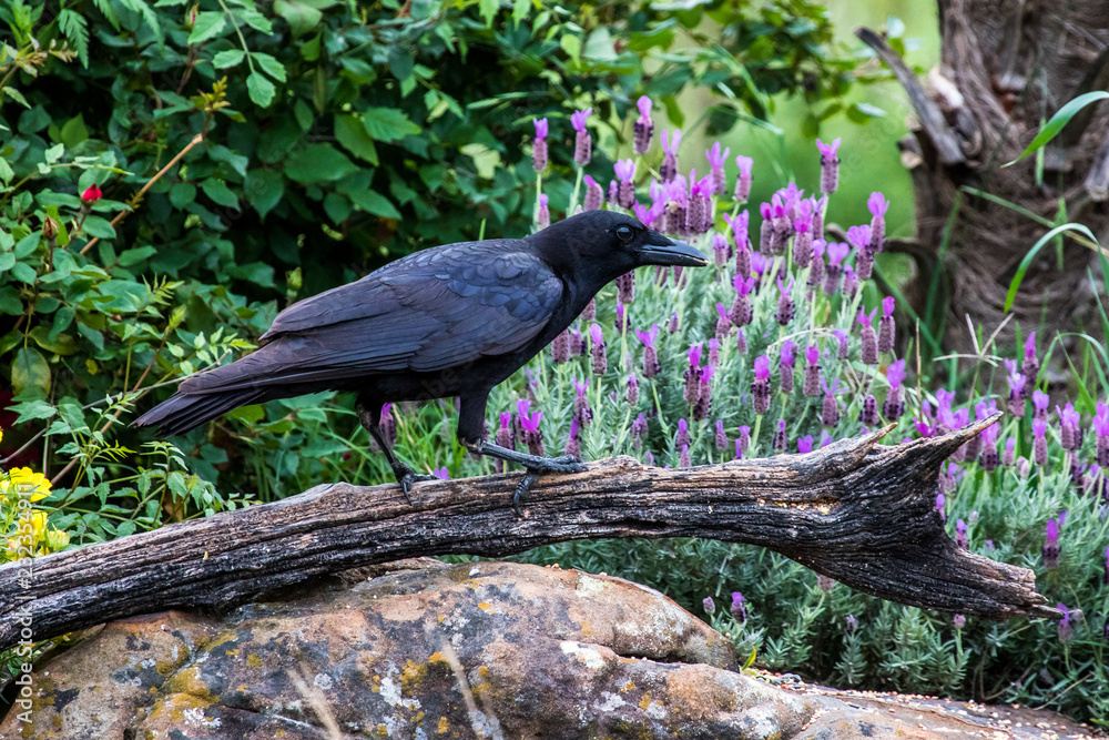 Obraz premium American Crow in old branch