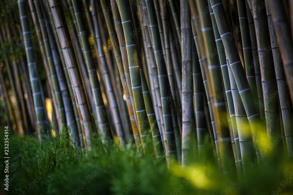 Bamboo in the Park green-brown wall. Benches, flowers along stems of bamboo. Bamboo in the Park green-brown wall. Benches, flowers along stems of bamboo.
