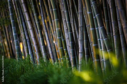 Bamboo in the Park green-brown wall. Benches  flowers along stems of bamboo.