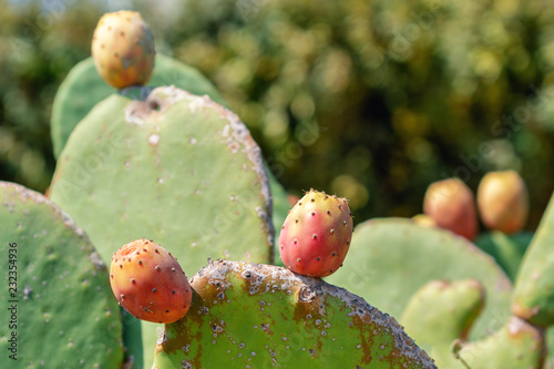 Prickly pear, cactus fig with fruits called also Opuntia, growing near to the sea in the summer time. Greece