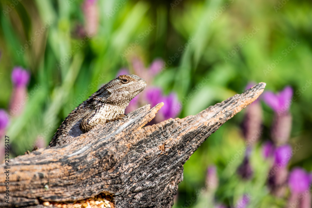 Obraz premium Texas spiny lizard on old branch