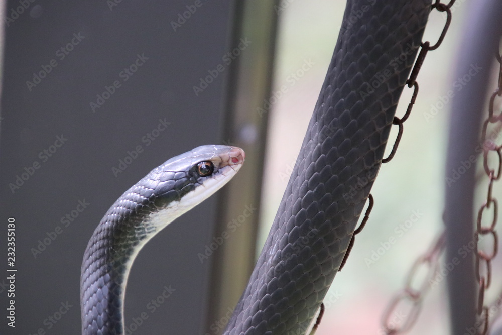 Naklejka premium Black racer snake.