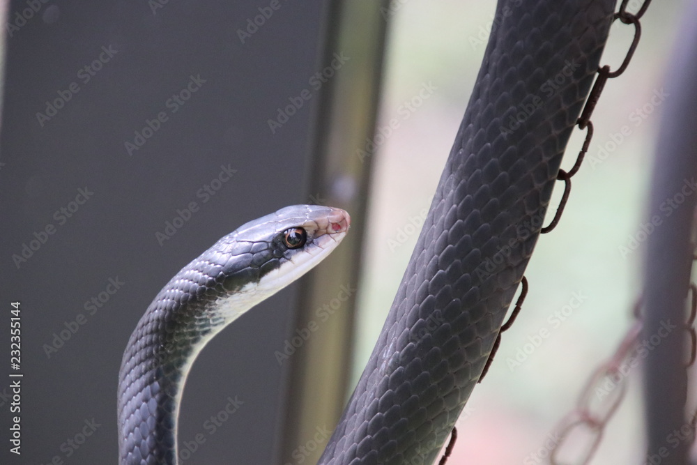 Naklejka premium Black racer snake.
