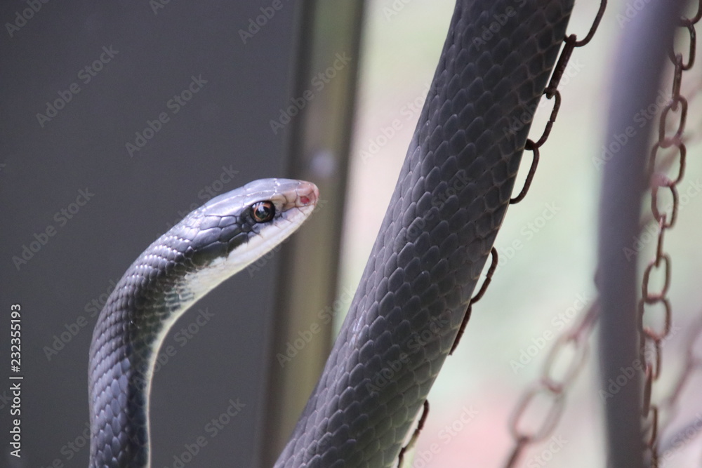 Obraz premium Black racer snake.