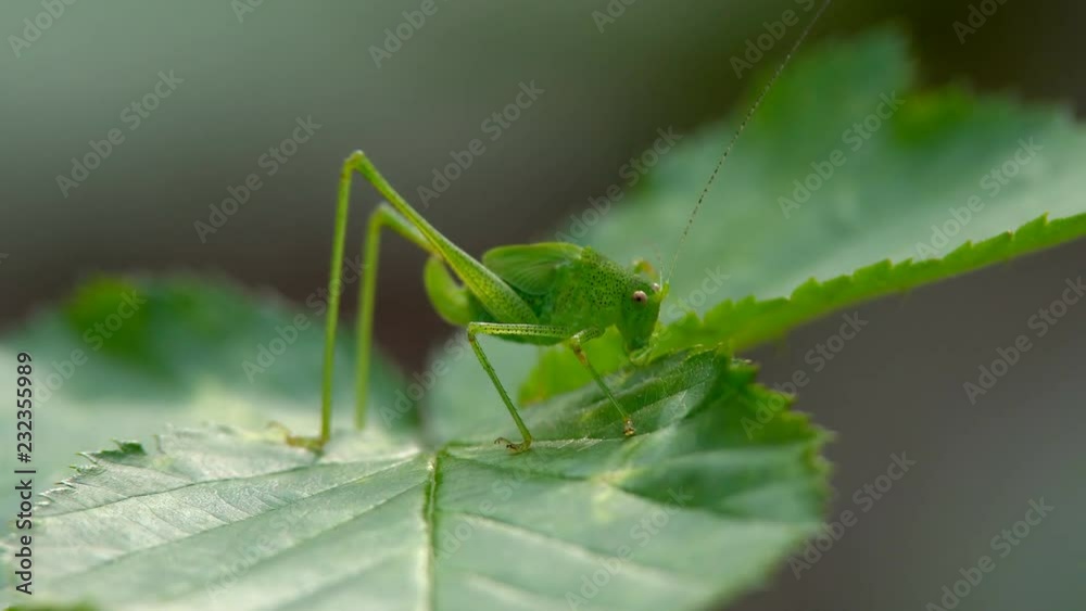 Insect grasshopper in the grass Insect grasshopper in the grass