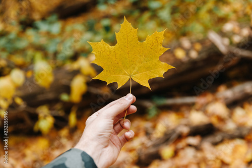 big yellow maple leaf in the hands of a man