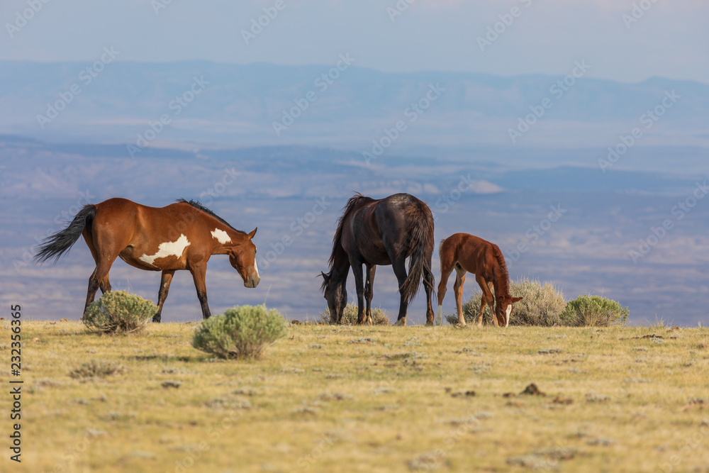 Herd of Wild Horses in the High Desert in Summer Herd of Wild Horses in the High Desert in Summer