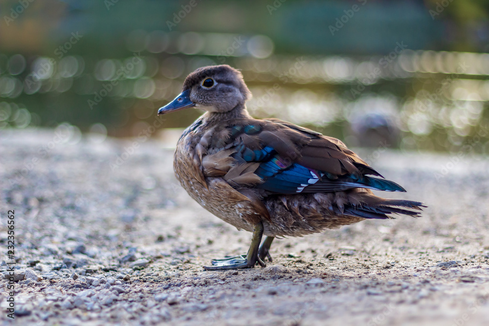 Close up of ducks on the shores of Grenadier Pond, High Park, Toronto Ontario, Canada