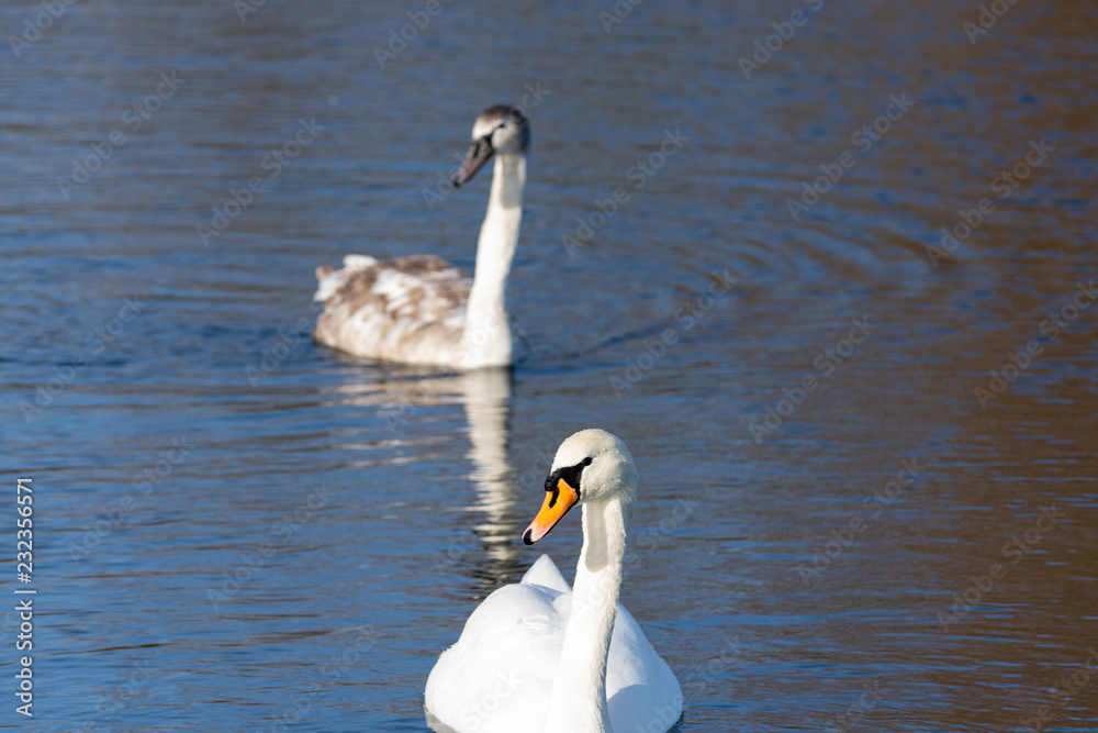 Swan and Singnet