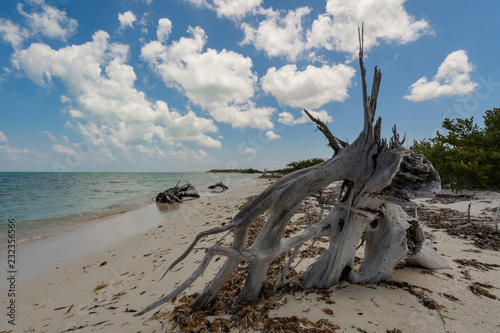 Beach of the Caribbean sea in Mexico with driftwood, shallow water and clouds photo