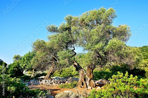 Greece, the island of Ithaki -old olive tree photo