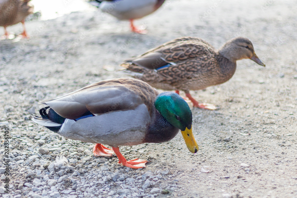 Close up of a green headed mallard duck on the shores of Grenadier Pond, High Park, Toronto Ontario, Canada