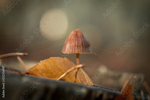 mushroom