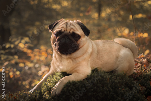mops