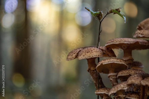 mushroom
