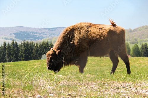 European bison in the wild photo