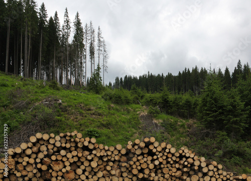 Ample deforestation in Lotru valley photo