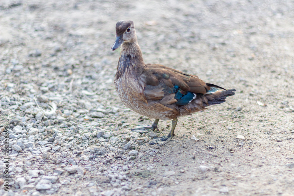 A juvenile duck with blue tipped wings from the side looking towards the camera.