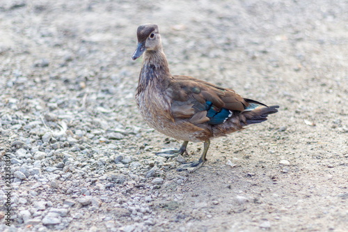 Obraz na płótnie A juvenile duck with blue tipped wings from the side looking towards the camera. w salonie
