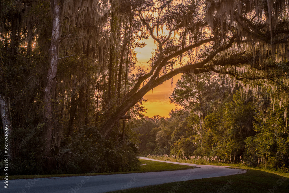 Fototapeta premium Tree Shine