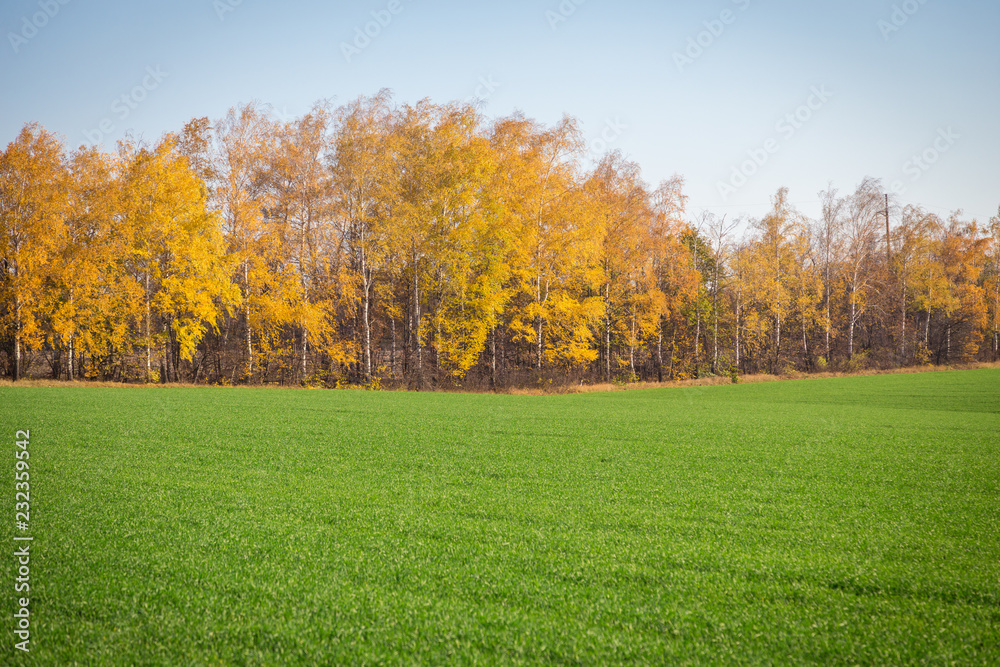 autumn landscape with winter crops and yellow trees