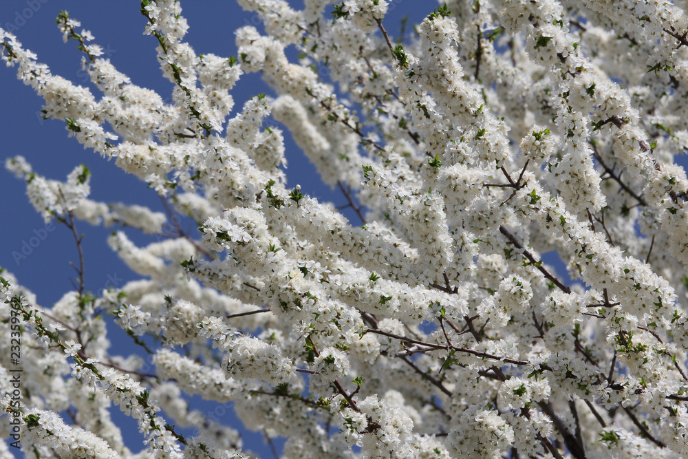 Tree fully covered with white flowers and blue sky behind Tree fully covered with white flowers and blue sky behind