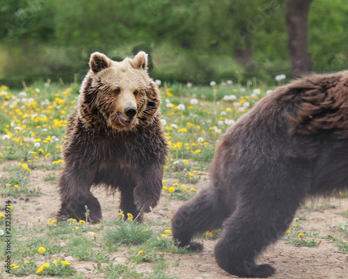 Brown bear defending territory © MEDIAIMAG